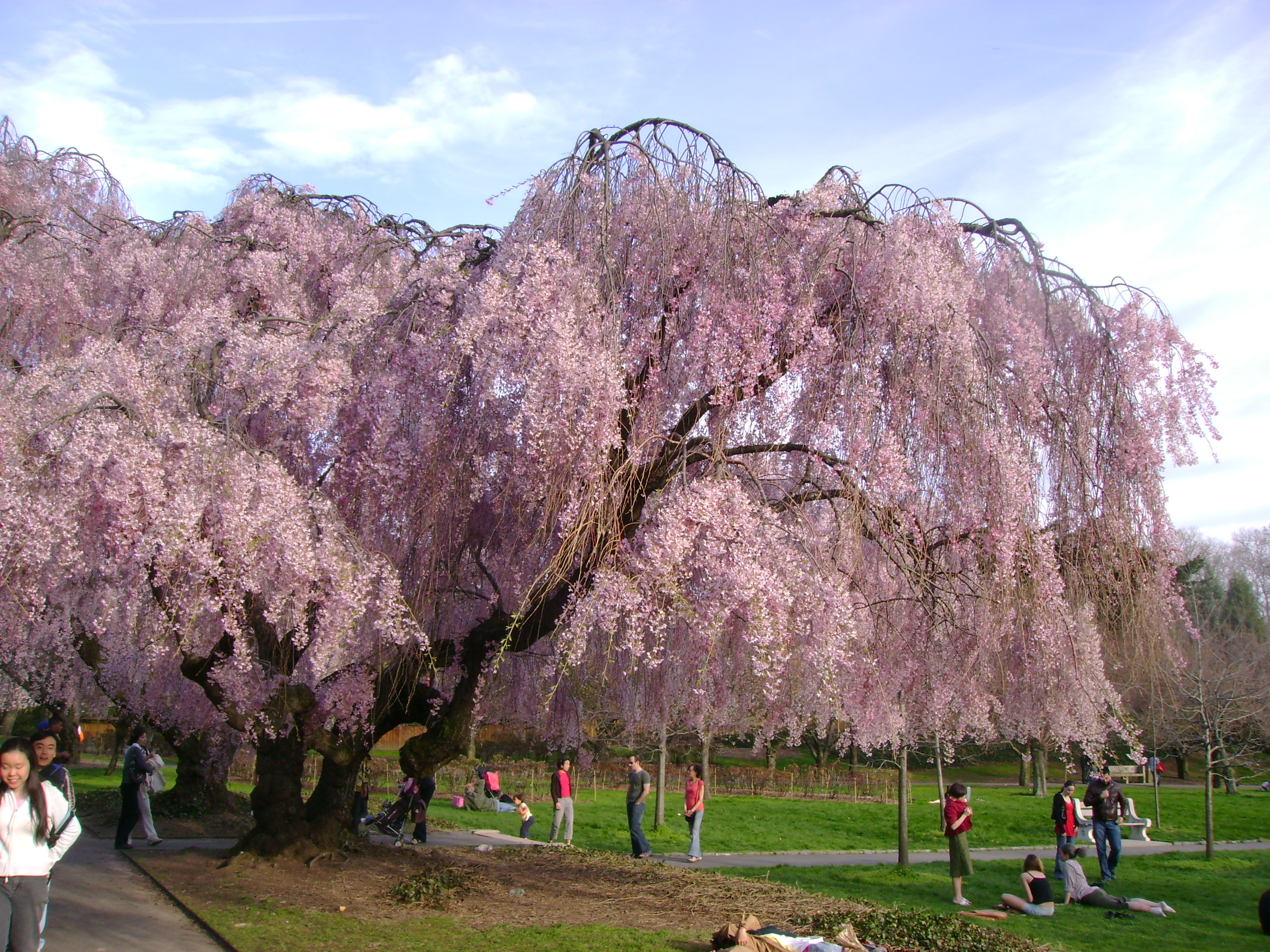 Cherry Tree blooming in the Brooklyn Botanic Garden